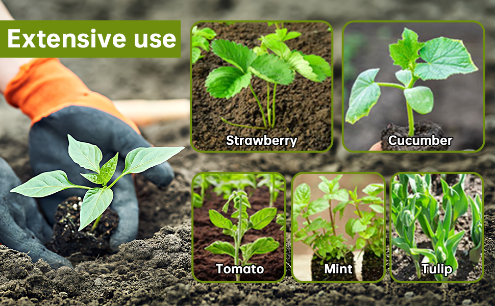 Seedling Starter Kits
