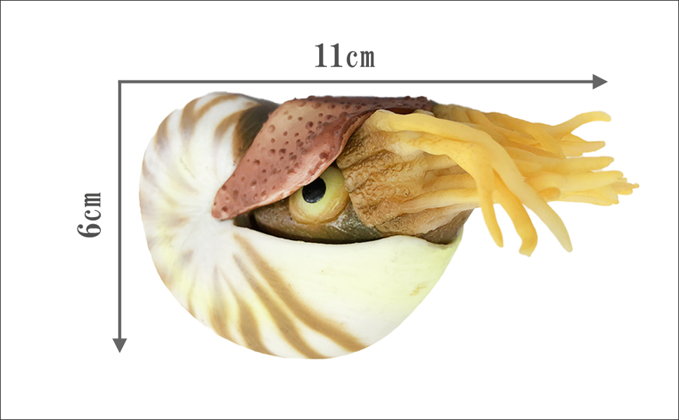 Amazon.co.jp: 模型 【 オウムガイ フィギュア 】 かわいい 海の