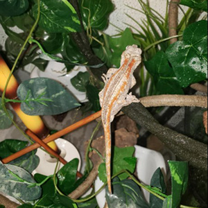 Beigefarbene Echse oder Gecko, die auf einem Ast zwischen grünen Blättern und gelben Früchten sitzen, möglicherweise