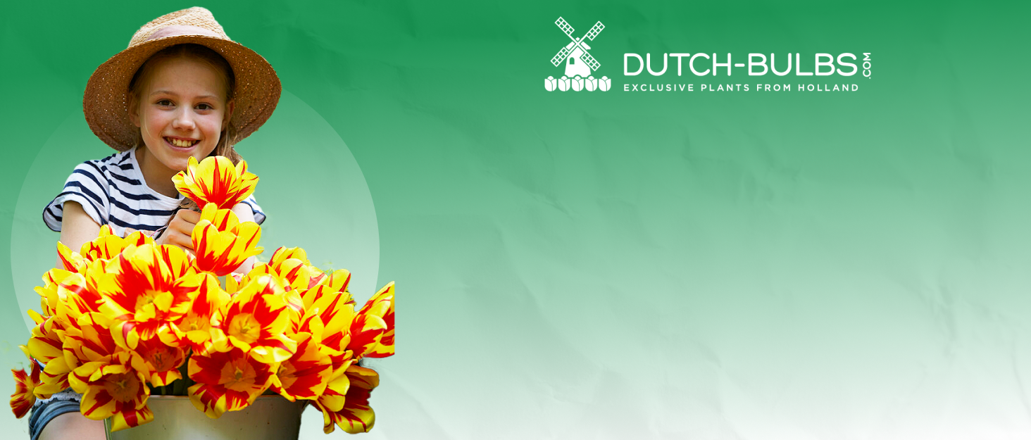 brand story dutch-bulbs.com