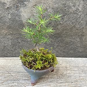 シノブゴケ　10トレー　苔　苔玉　苔リウム　苔テラリウム　こけ　コケ シノブゴケ 10トレー 苔 苔玉 苔リウム 苔テラリウム こけ コケ