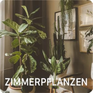 Zimmerpflanzen vor Bilderwand