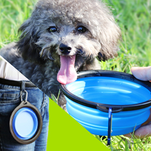 clicker trainer for dogs