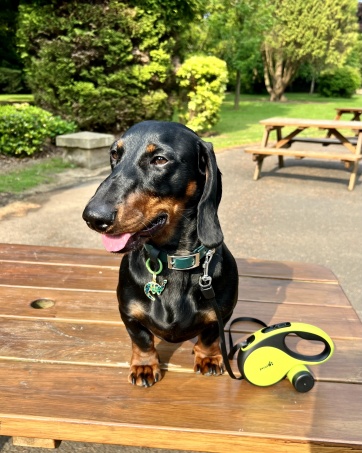 Pecute Extendable/Retractable Dog Leash, 8 Metres, Grey Straps with Reflective Bands for Daily Dog Walks|Dogs Accessories 18 Secuencia que muestra a un perro negro y marrón jugando con una pelota amarilla al aire libre en una terraza de madera.