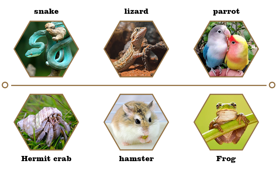 Natural Coconut Reptile Hideout with Ladder