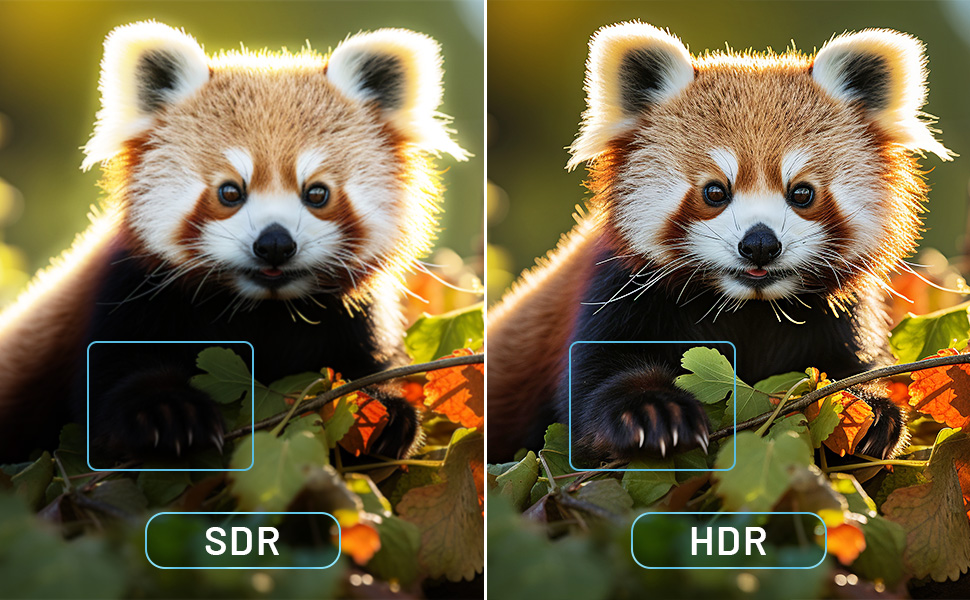 Two side-by-side images of a red panda. Left labeled 'SDR', right labeled 'HDR', demonstrating difference in image quality.