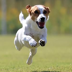 Capture the Moment with High-Speed Continuous Shooting