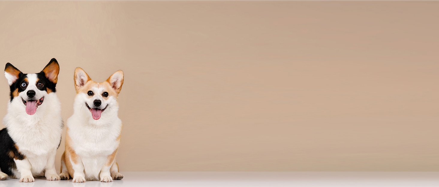 Seyezo Dog Collar, Daisy Floral Puppy Collar for Boys