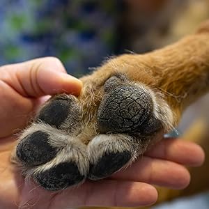 Cracked, itchy and sore dog paws need paw balm