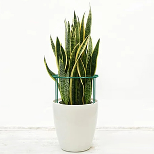 plant support for indoor plants