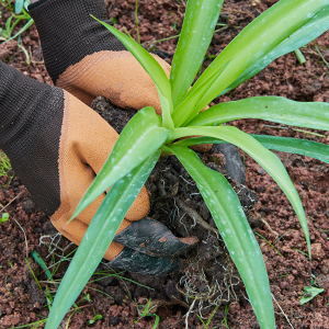 Plant