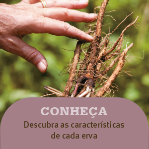 Alívio de sintomas, Aloe, Benefícios para a saúde, Chá para digestão, Chá para dormir, Colheita