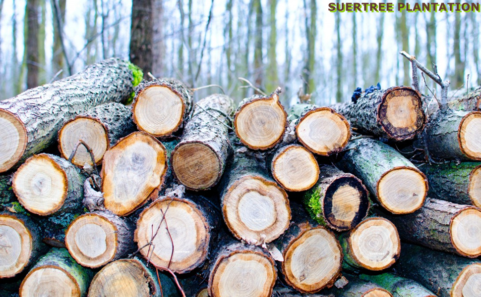 Suertree Office decoration wooden