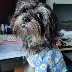 犬の服