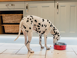 dog arthritis pain relief