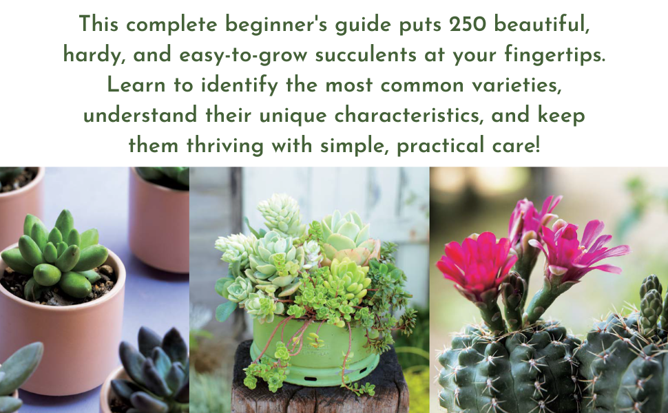 The Essential Book of Succulents: A Guide to the 250 Best