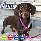 Cute brown dachsund wearing a purple slip lead, silver threads throughout. White wall in background