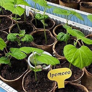 Peat Pots for Seedlings