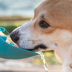 Amazon.co.jp: モモまる ドッグフード 冷凍 無添加 手作り食