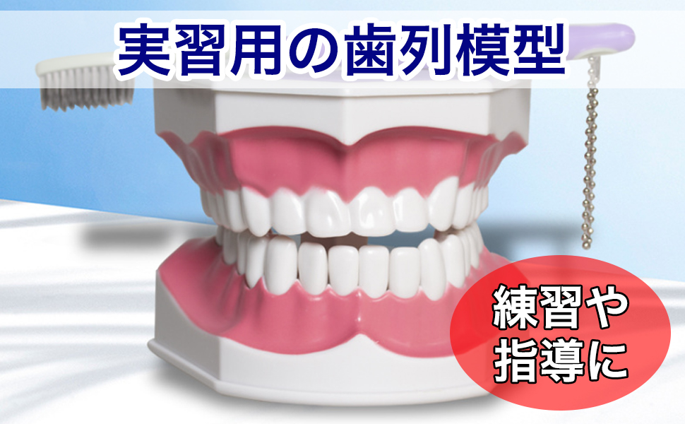 Amazon.co.jp: Asdays 歯形 模型 歯磨き 練習 教育 指導 説明