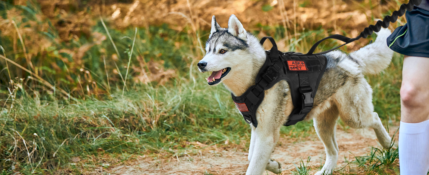 dog harness