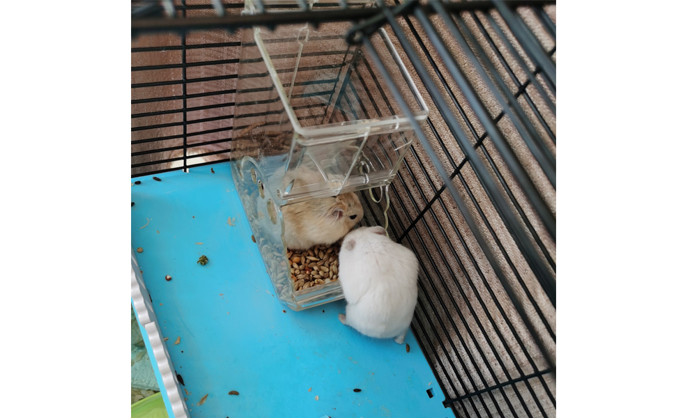 Hamster Automatic Feeder