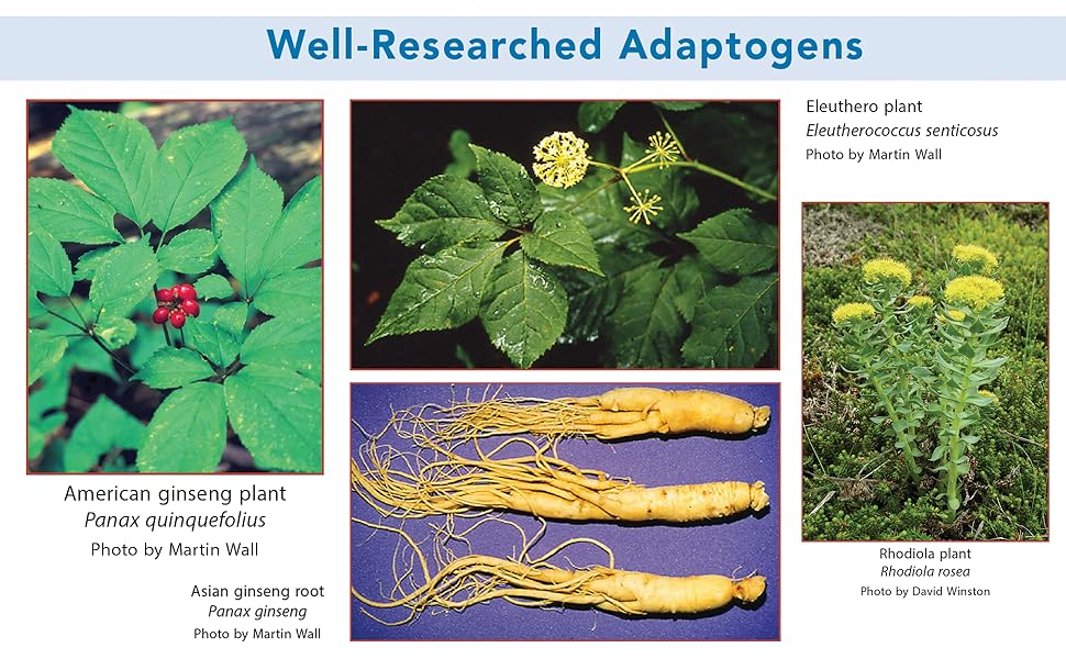 Well-Researched Adaptogens