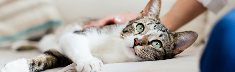 Dog Brush Cat Brush Comb - Dog Brushes For Grooming - Dog Cat Self Cleaning Slicker Brushes with Smooth handle - Cleaning Button Pet Grooming Tool for Dogs Cats Shedding Tools Massage Brush (GREY) 16 dog slicker