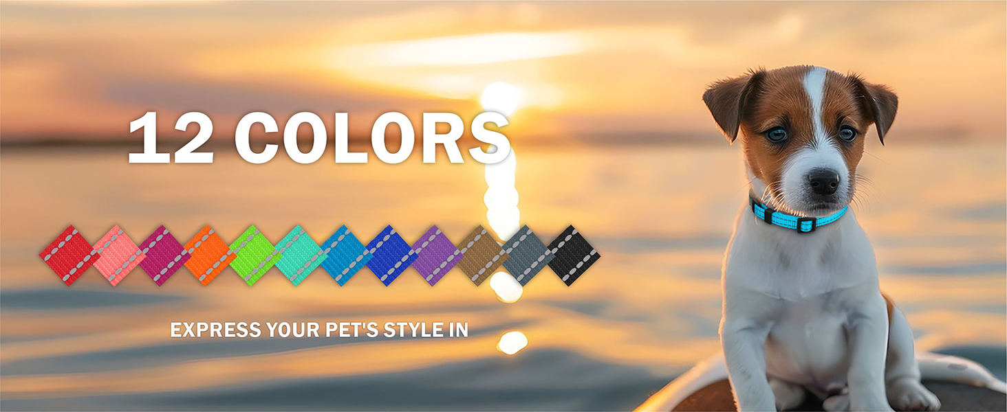 medium dog collar