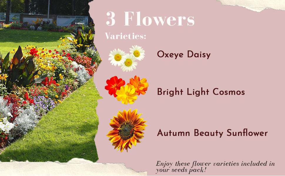 Flower Seeds for Planting Outdoors 3 Flower Seeds