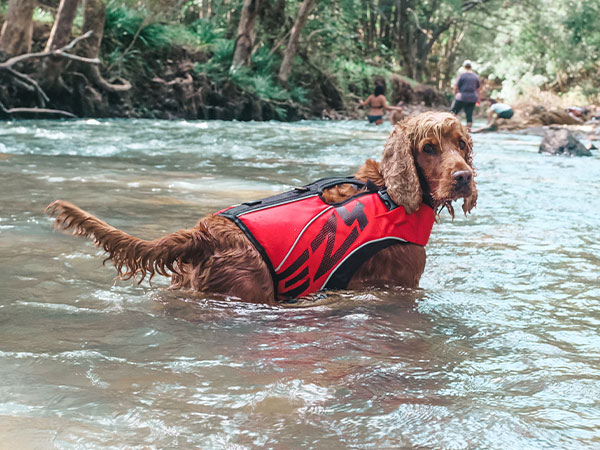 EZYDOG DFD X2 BOOST レッド Sサイズ Dog Life Jackets | Our Latest Swim Vest for Dogs