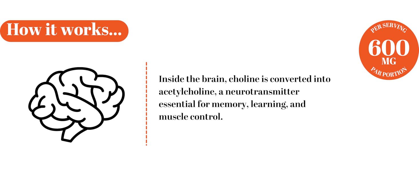 choline is converted into acetylcholine, a neurotransmitter essential for memory and learning