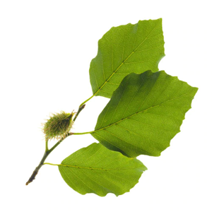 BEECH TREE INGREDIENTS WITH INTENT NATUROPATHICA