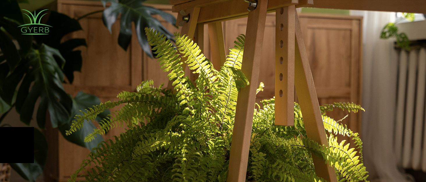 fake fern