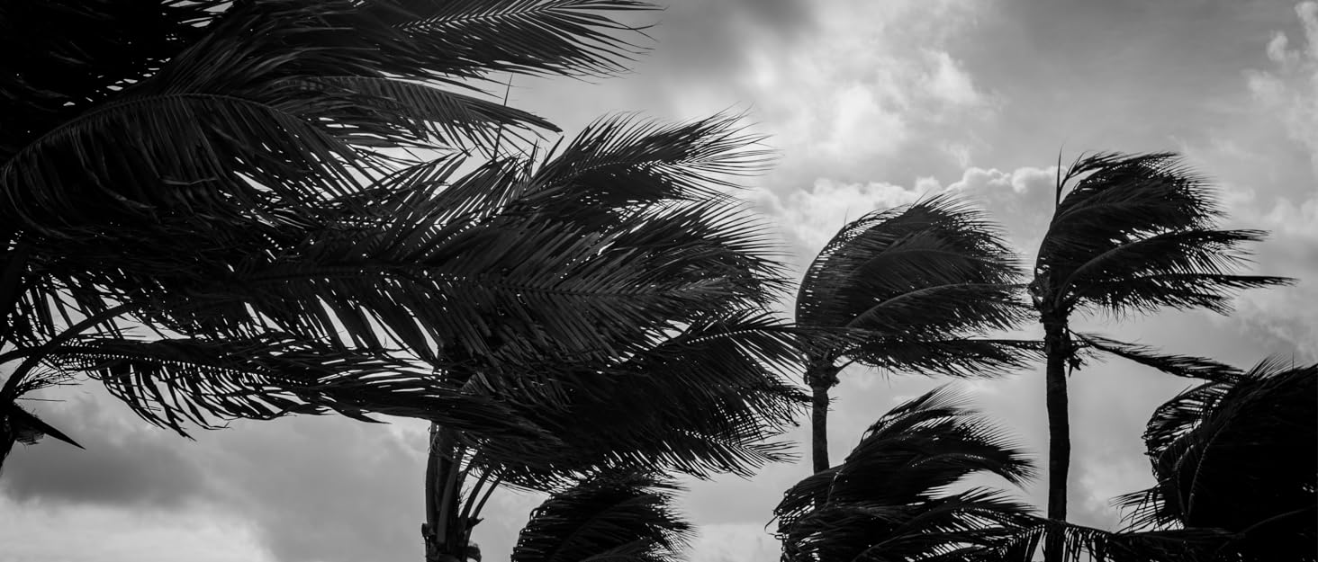 black and white image of palm trees swaying in heavy winds