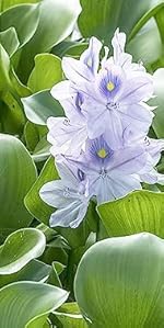 water hyacinth