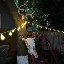 backyard lights