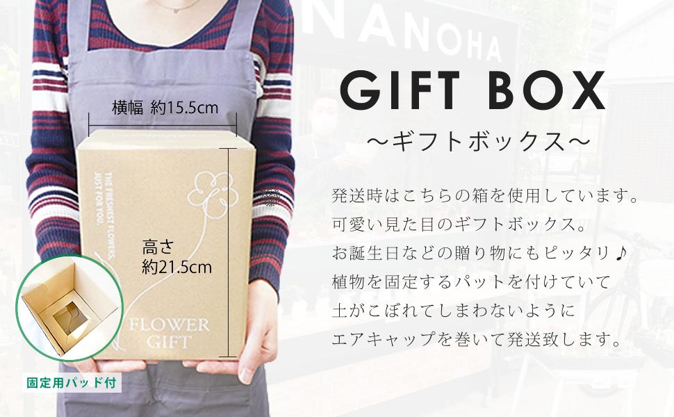 Amazon｜ガジュマル 黒砂利 白玉ブレンド 土をつかっておらず