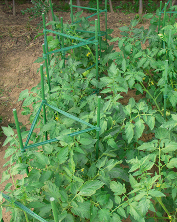 tomato-stakes