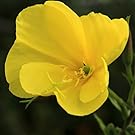 Nachtkerzenöl - primrose oil