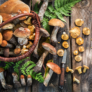 All nutrients and major beneficial components of mushrooms