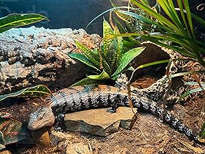 bio stratum, eco earth coconut fiber, eco earth, ball python tank accessories, snake tank