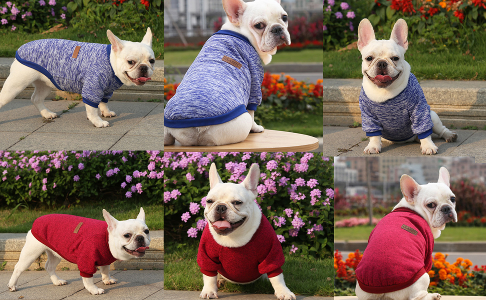 Haustier Katze Hundepullover