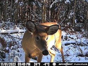 FLEX-PLUS cellular trail camera picture of whitetail deer