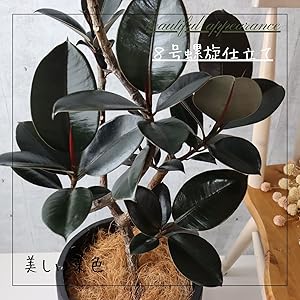 引き取り歓迎　フィカスバーガンディ　曲がり　10号　ゴムの木 楽天市場】ゴムの木曲げ 豪華寄せ植え 陶器 10号鉢 フィカス