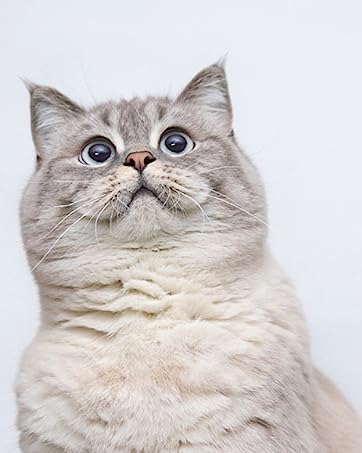 Professional Pet Shop