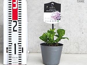 紫陽 專用 ハイドランジア スクロール | 株式会社ハクサン｜花や植物、園芸