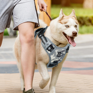 dog harness