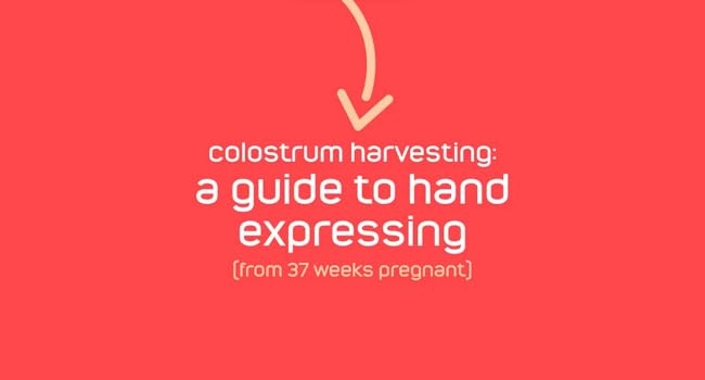 colostrum harvesting a guide to hand expressing
