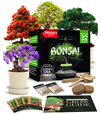 bonsai, bonsai kit, planting, starter kit